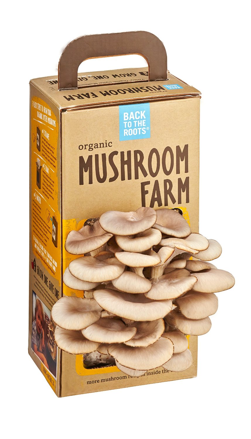 mushroom boxes