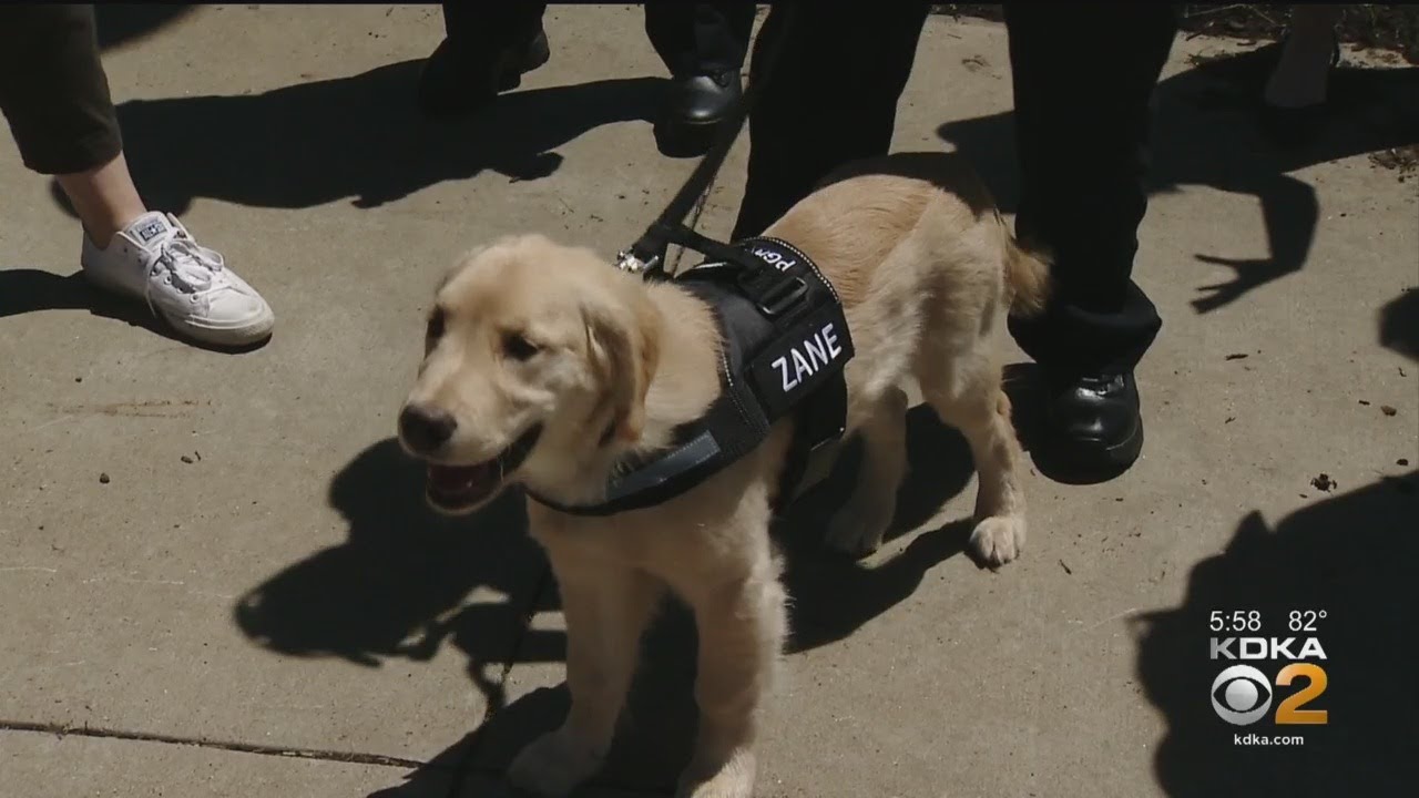 5 Key Steps in Training an Accelerant Detection Dog