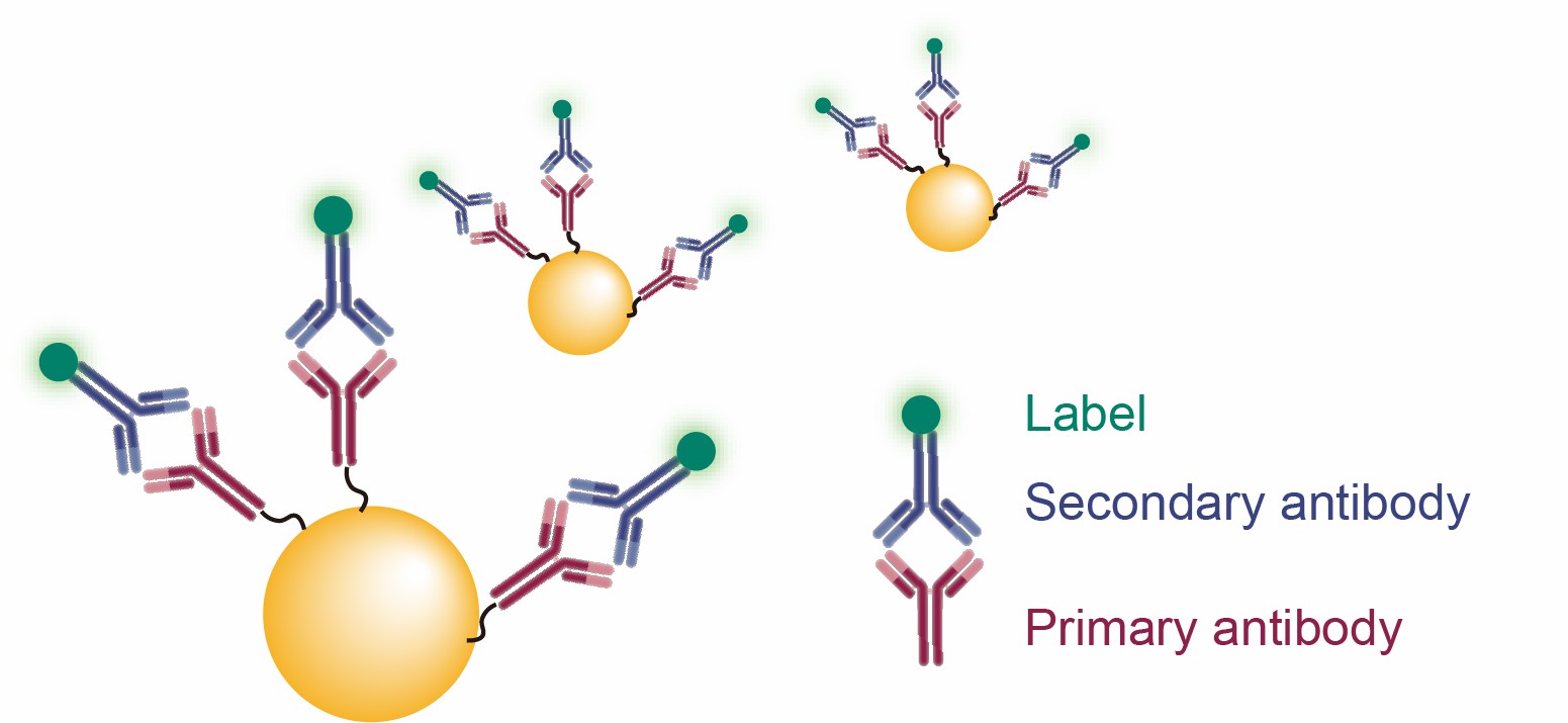 Flow Cytometry Gold Nanoparticles for Enhanced Cellular Analysis