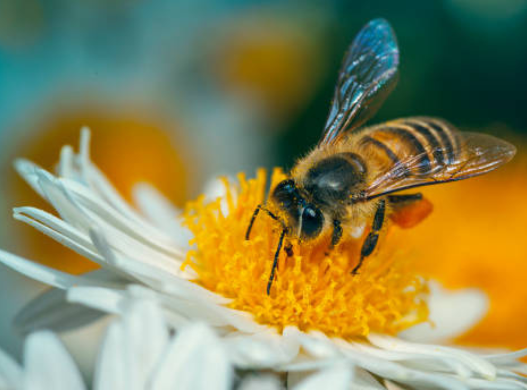 Understanding Bee Behavior: Why They Choose Homes and How to Redirect Them