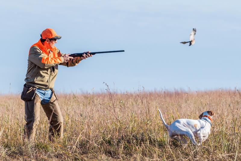 Best Seasons for Pheasant Hunting in Iowa’s Preserves