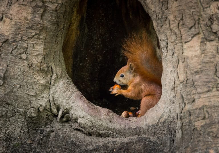 Squirrel Control Vaughan