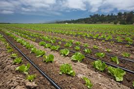 Drip Irrigation Systems: The Key to Sustainable Farming