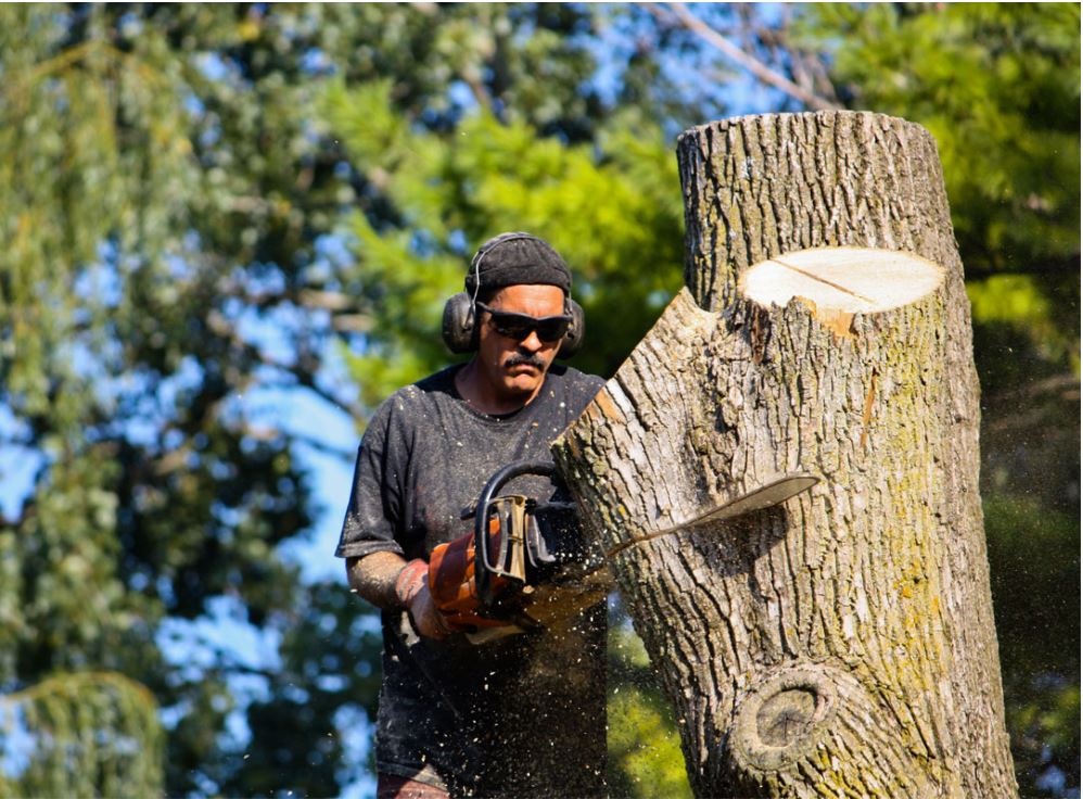 expert tree removal in louisville