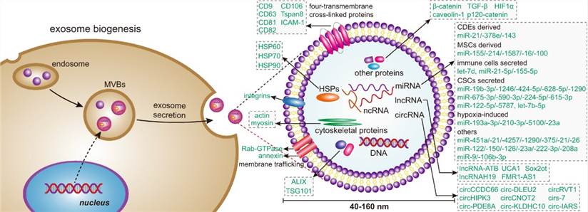 Exosome Extraction Kits
