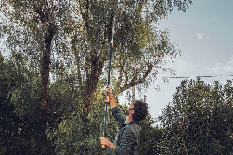 Tree Pruning and Tree Care Frequently Asked Questions and Tips