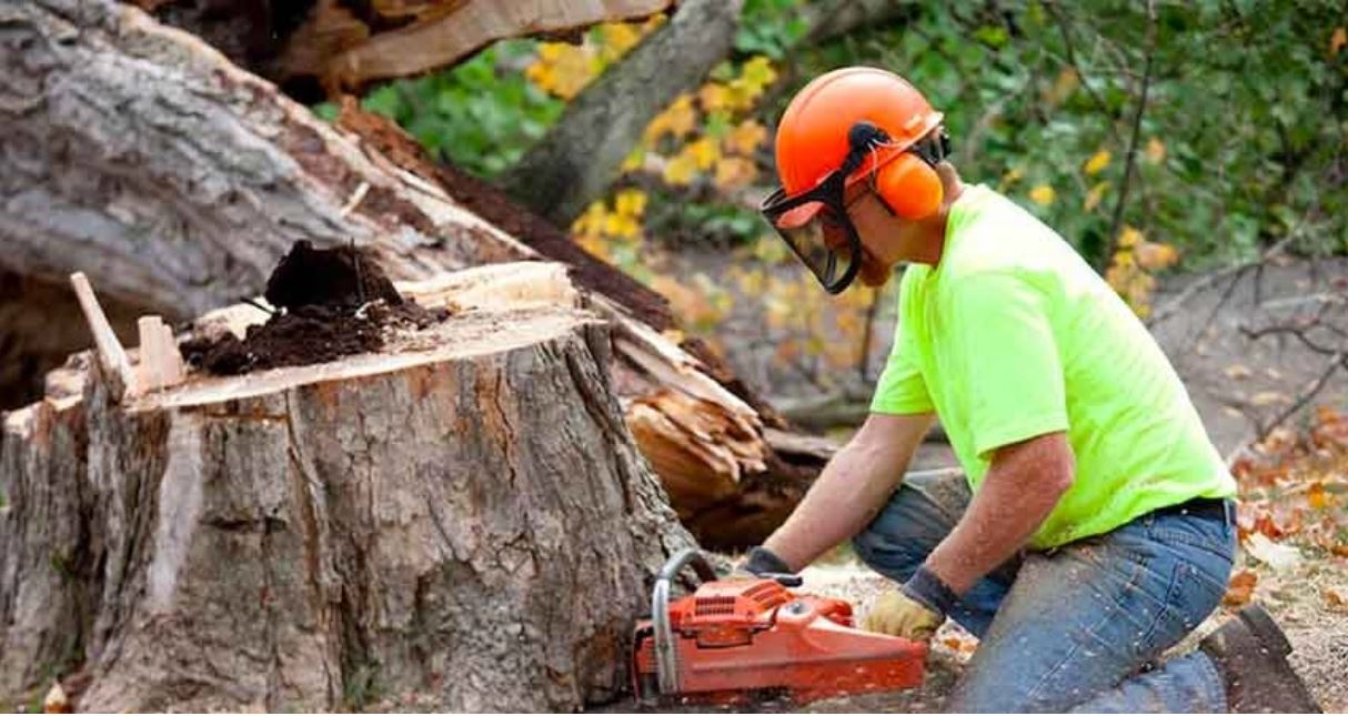 Best tree removal