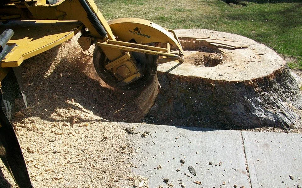 stump removal services