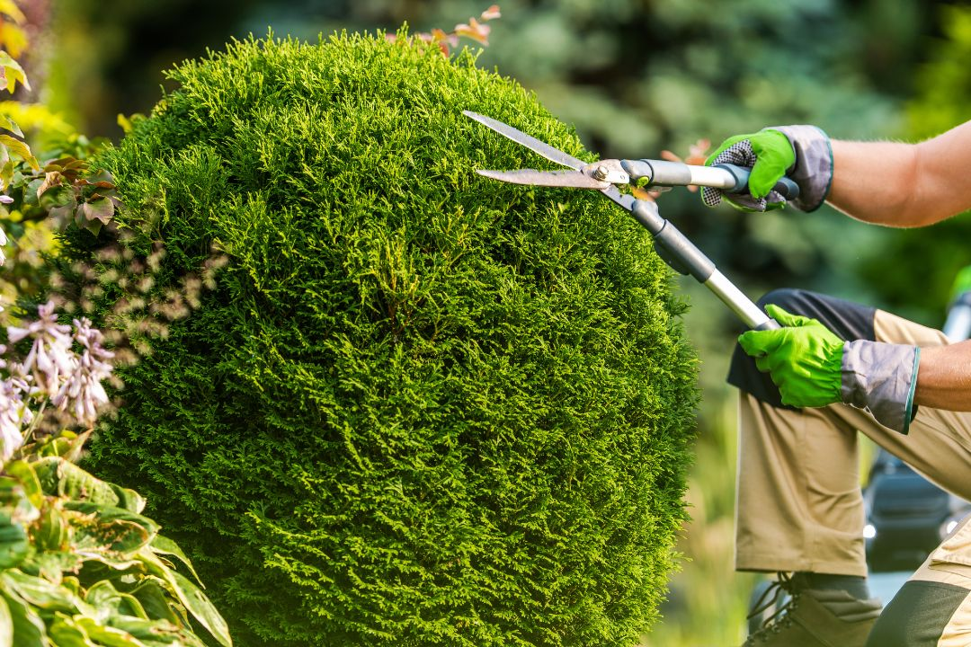 tree maintanance