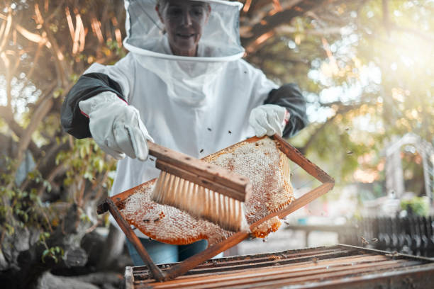 Bee problems should never be ignored, especially if they’re affecting your safety or comfort