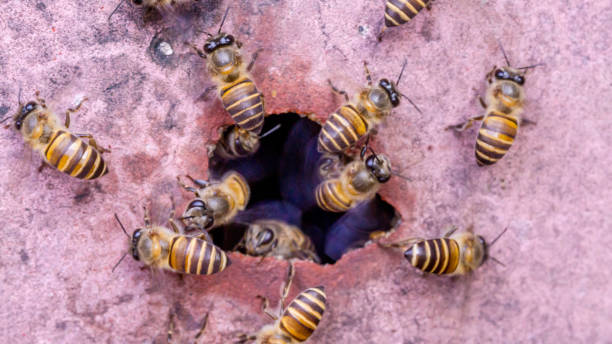 Bee problems should never be ignored, especially if they’re affecting your safety or comfort