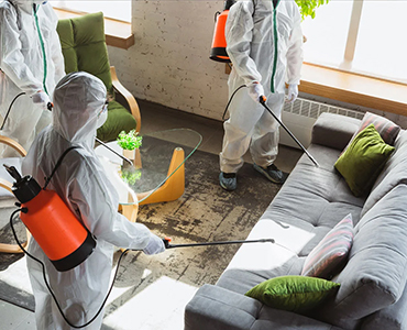 pest removal in Scarborough