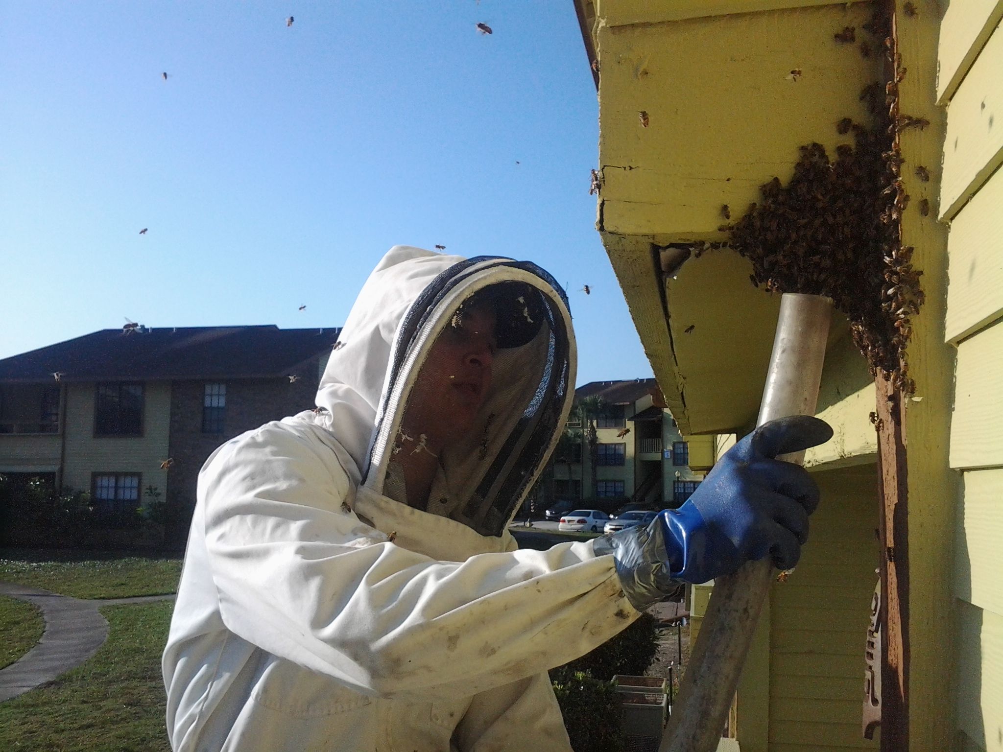 Eli the Bee Guy