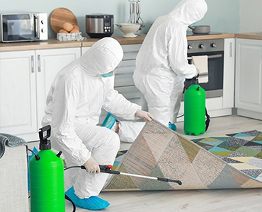 pest removal in Scarborough