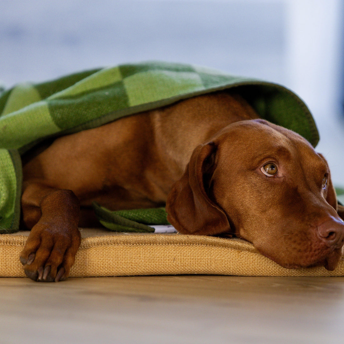 best dog blanket for couch