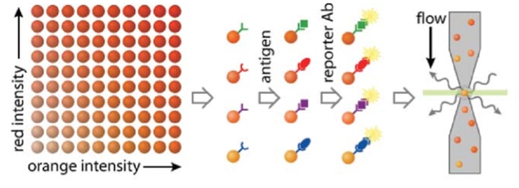 Beads Based Multiplex Assay