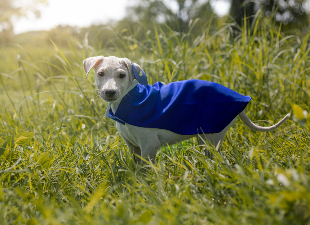 dog-hoodies-for-small-dogs
