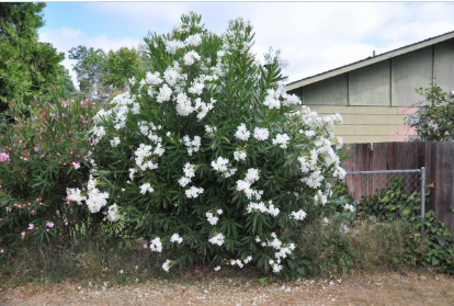 white oleander tree