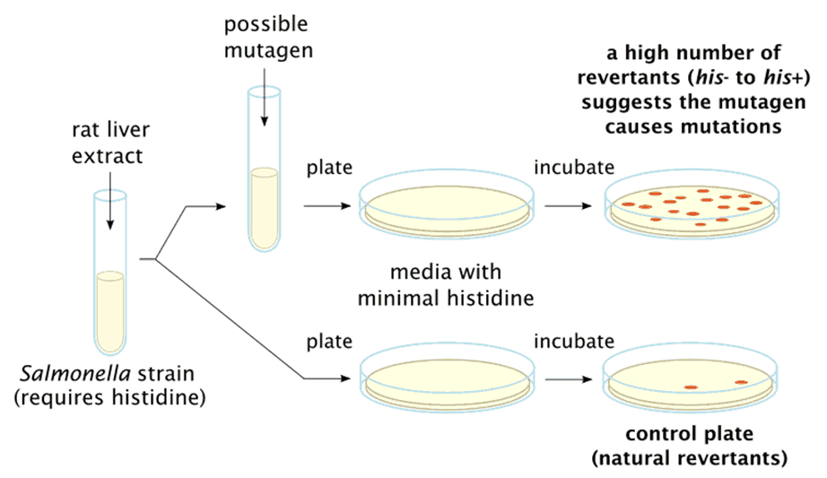 Bacterial Reverse Mutation Test