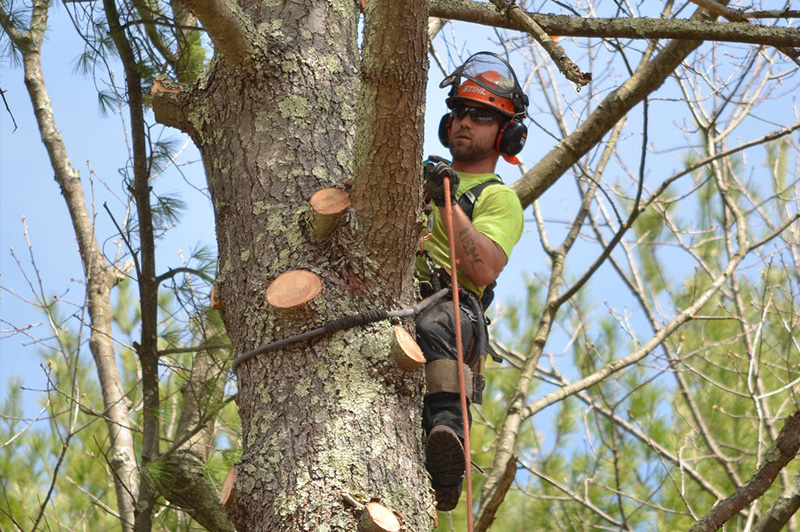 How Can Tree Damage Impact Your Property During Storms?