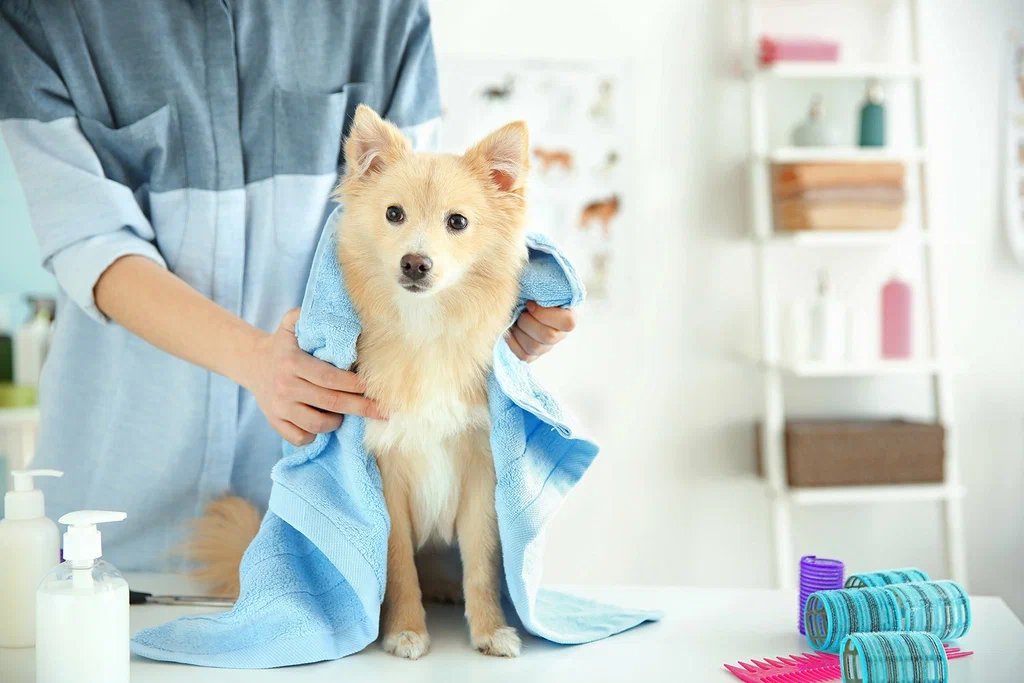expert grooming care