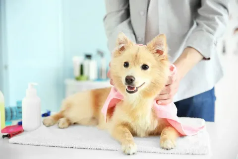 dog grooming franchise
