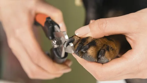 Safe Nail Trimming for Black Nails: Grooming Guide