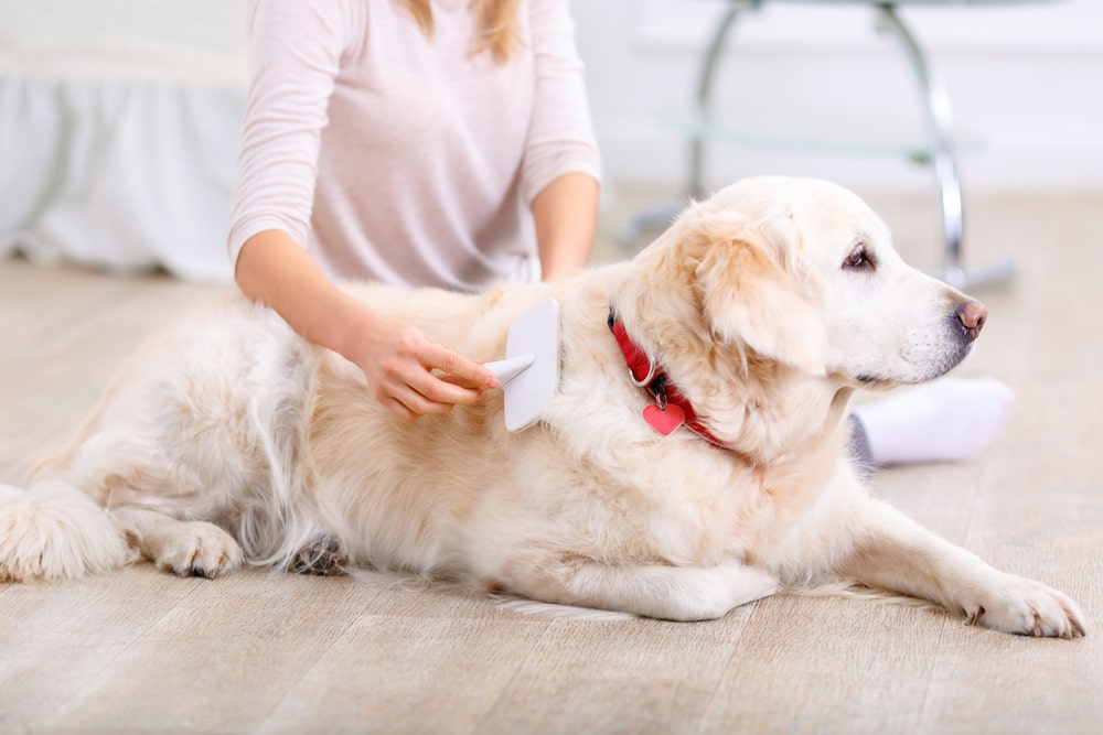 Dog Lotion Safety Tips Every Pet Owner Should Know