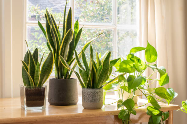 best indoor plants in Pakistan