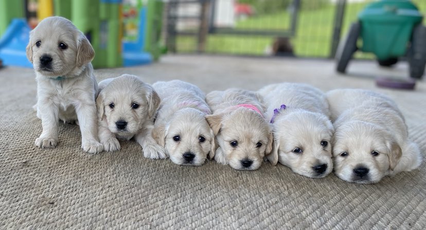 Mini Golden Retriever Breeder