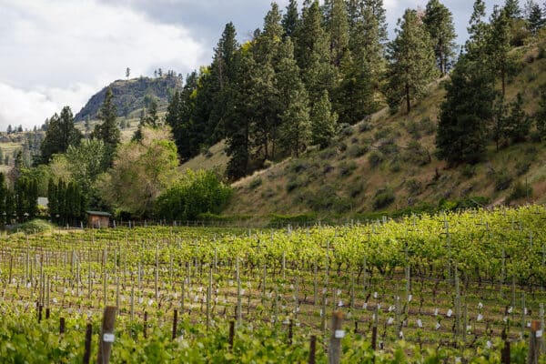 Okanagan wineries