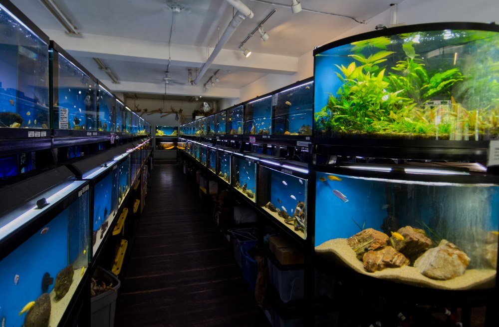 best saltwater fish store online