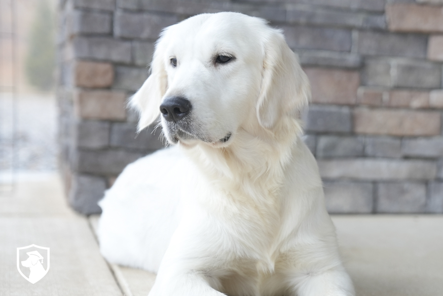 english cream retriever for sale