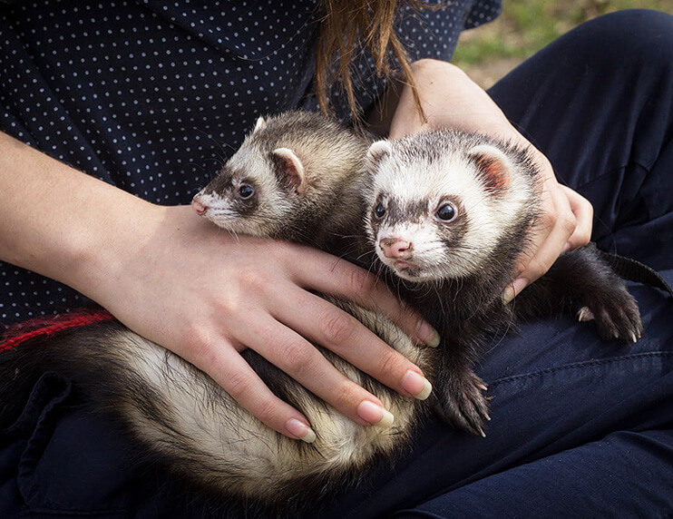 Animal Communication Services