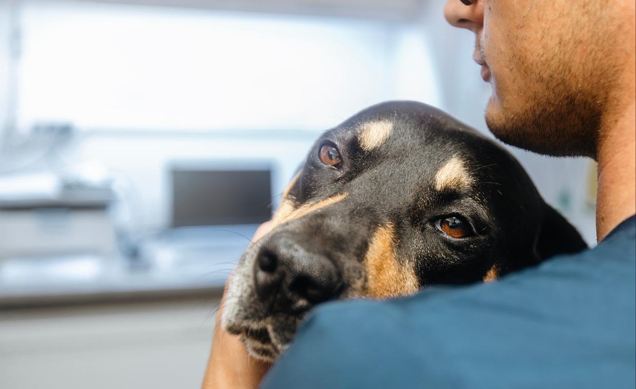 grief counseling for pet loss