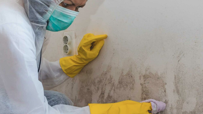 Mold Inspection Services