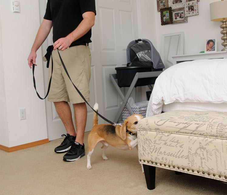 k9 Bed Bug Detection cleveland