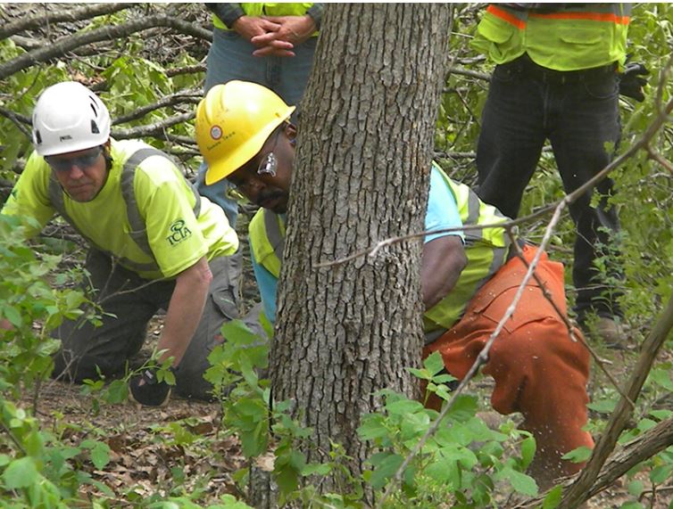 Tree Services near me