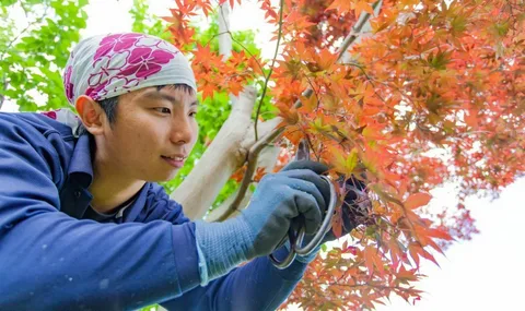 maple tree pruning in honolulu