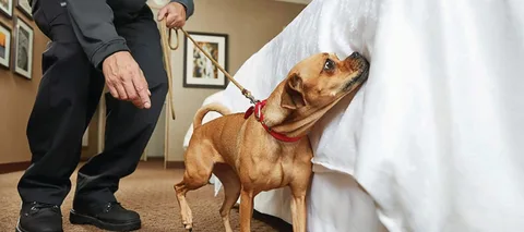 Canine Bed Bug Inspection Cleveland