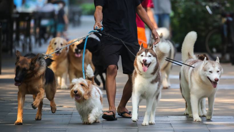 Dog walkers prices