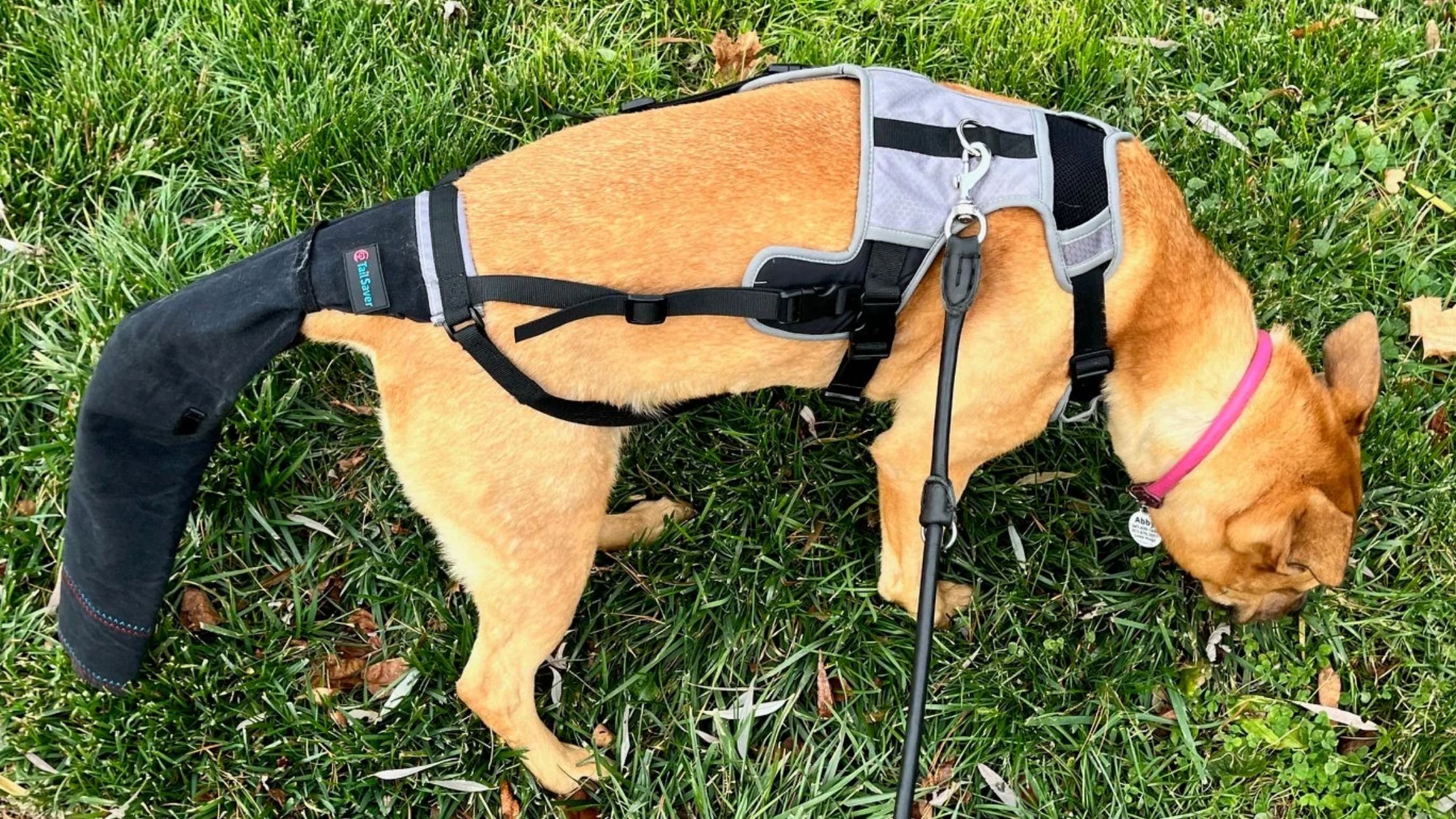 Happy Tail Protector