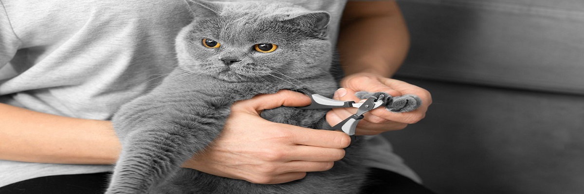cat nail grooming near monrovia