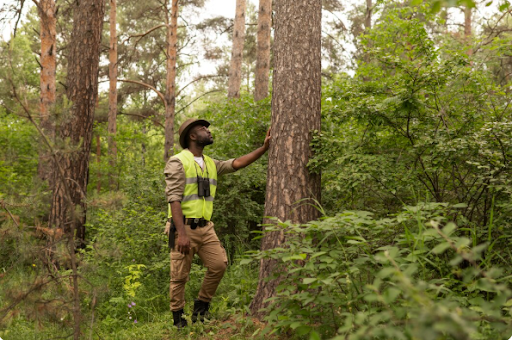 tree removal service md