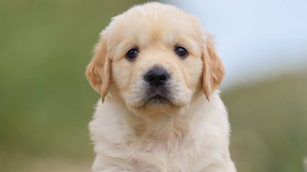 Mini Golden Retrievers for Sale