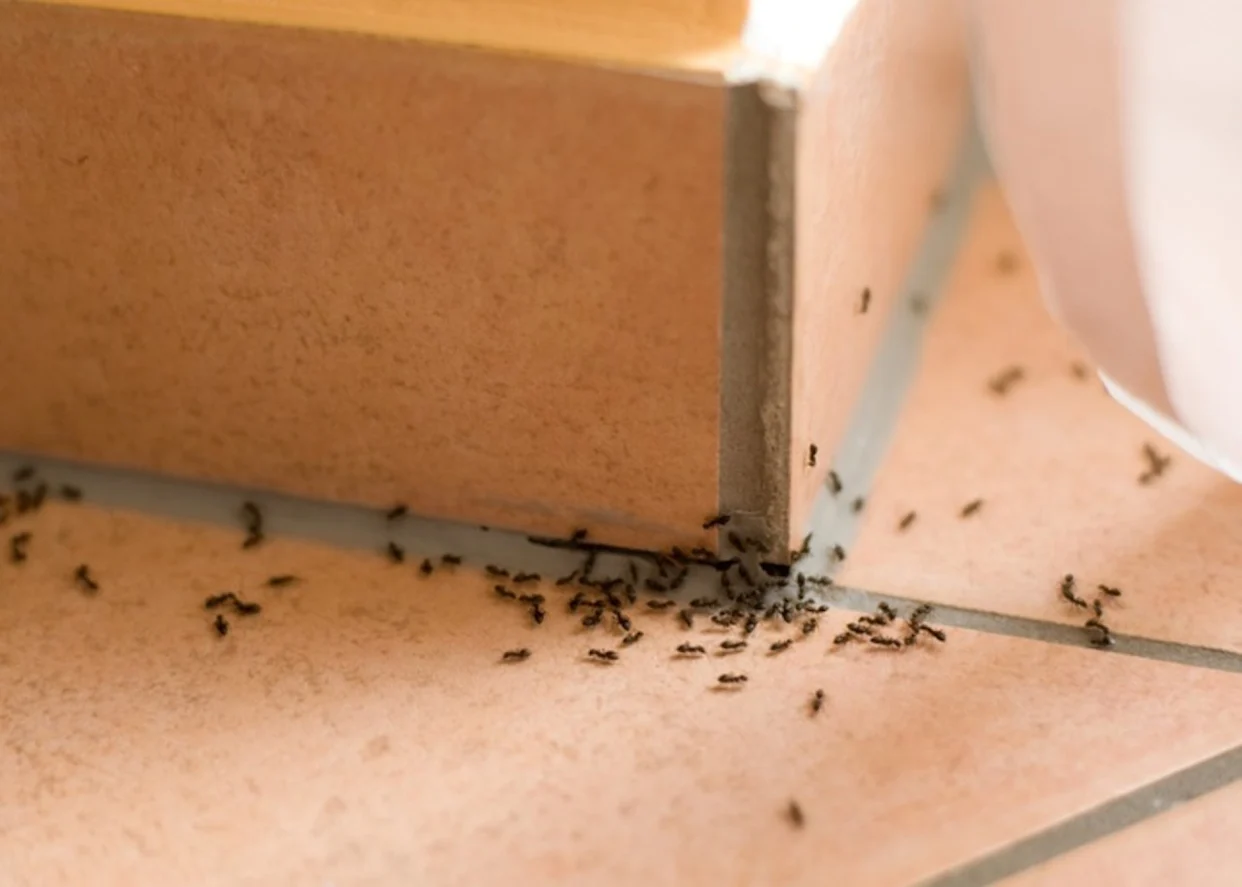 Ant Extermination Riverside CA