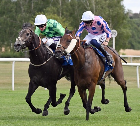 Chennai Horse Race