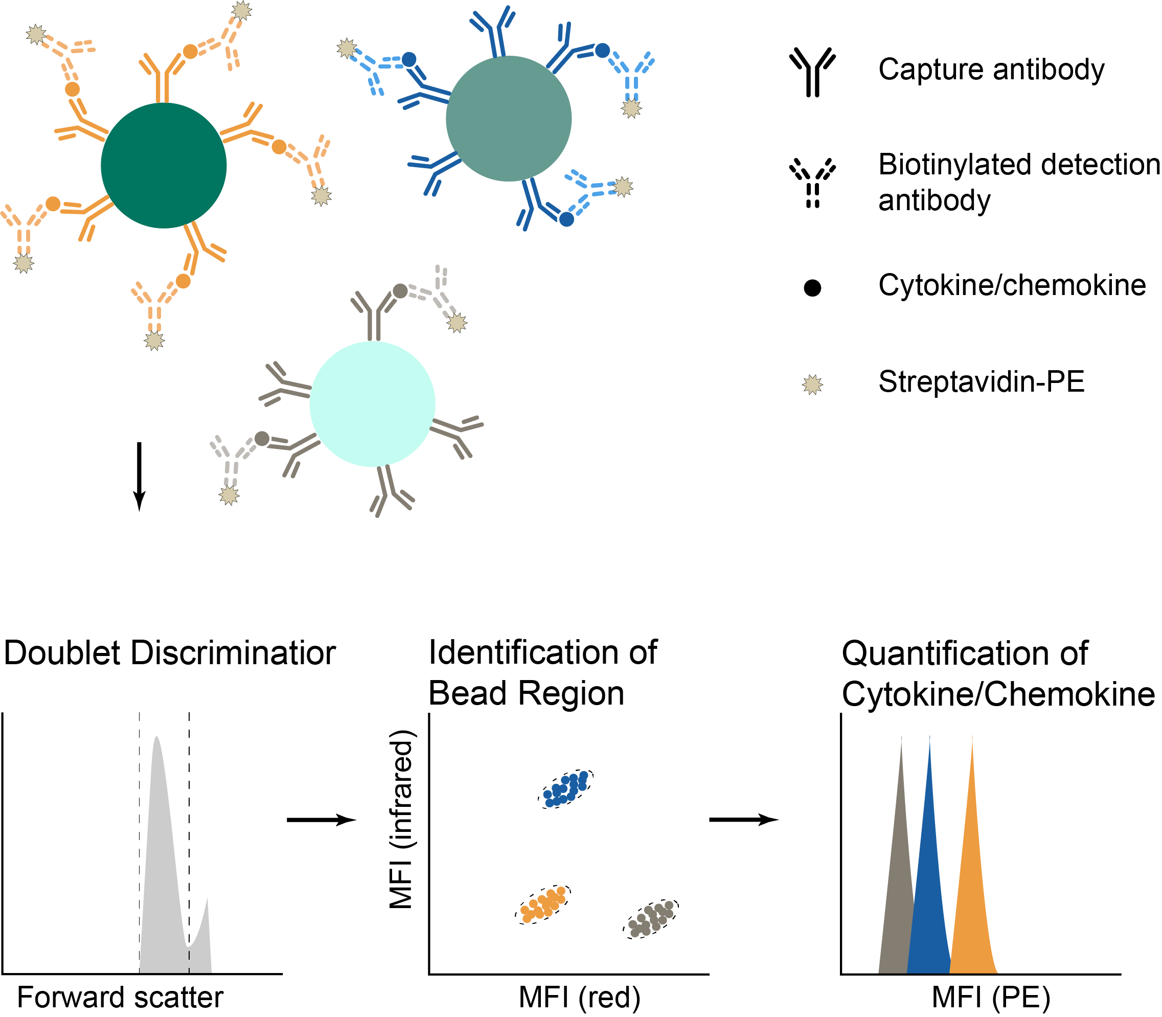 Multiplex Cytokine Detection