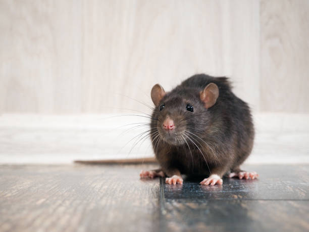 rodent resistant insulation