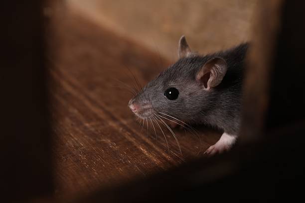 rat proof insulation